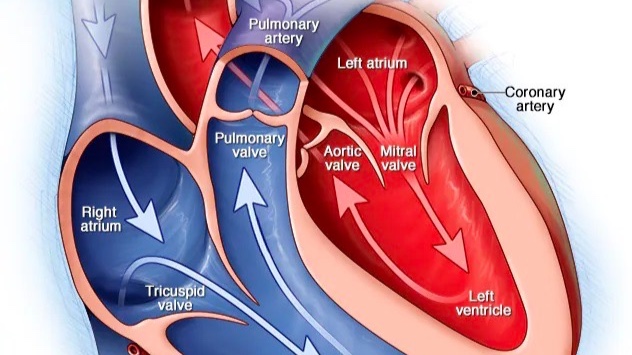 فتح الشرايين المسدودة يقلل من خطر الوفاة بسبب أمراض القلب فتح الشرايين المسدودة يقلل من خطر الوفاة بسبب أمراض القلب
