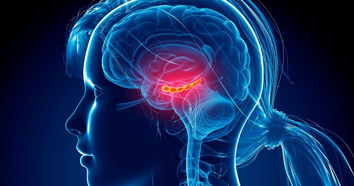 علماء يستكشفون المنطقة المسؤولة عن الوعي في الدماغ | الشرق للأخبار