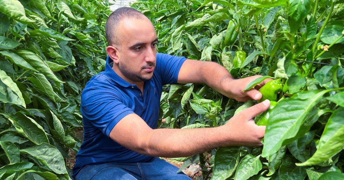 الأردن.. الذكاء الاصطناعي يتنبأ بمشكلات المحاصيل ويرشد استخدام المياه