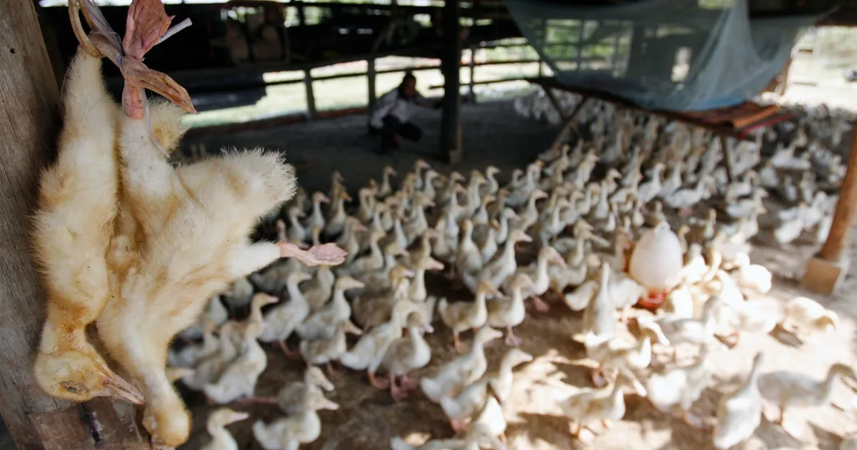 إسرائيل تعلن تفشي سلالة H5N1 شديدة العدوى من إنفلونزا الطيور