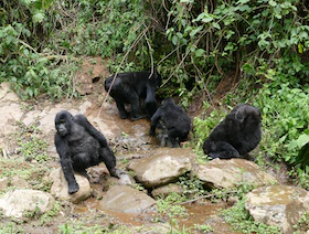 الغوريلا الجبلية المهددة بالانقراض "أكثر عطشاً" بسبب الاحتباس الحراري