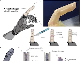 علماء يابانيون يبتكرون إصبعاً آلياً يكسوه جلد يُشبه الجلد البشري