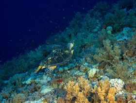 دراسة علمية تكتشف أصواتاً قادرة على إنقاذ الشعب المرجانية