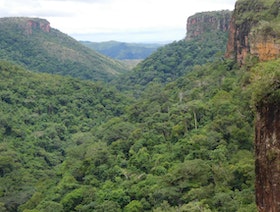 ظاهرة "النينو" توقف امتصاص الكربون في غابات أميركا الجنوبية