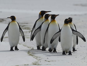 التغير المناخي يهدد "البطريق الملك" بالانقراض