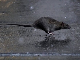الفئران تستحضر ذكريات الماضي من خلال ربط الحواس بالمكان
