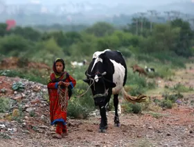 الحليب غير المبستر يزيد خطر انتقال البكتيريا المقاومة للمضادات الحيوية