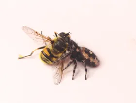 كيف تنجو الحشرات من الافتراس بـ"تقليد ضعيف"؟