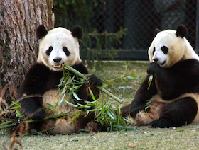"دبلوماسية الباندا'' تتواصل مع بقاء الدببة الصينية في واشنطن