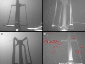 دراسة ترصد تفاعل الطيور البحرية والأسماك مع توربينات طاقة المد والجزر