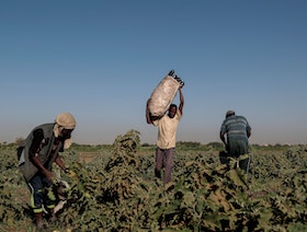 الصراع يفتح باب المجاعة.. مزارعو السودان يدقون ناقوس الخطر