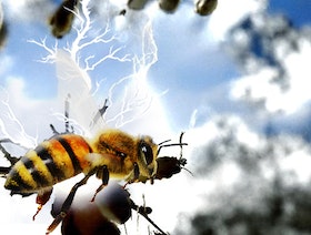 "تأثير النحل".. شحنات كهربائية ذاتية قد تسبب عواصف رعدية