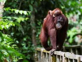 ماليزيا.. السماح لمستوردي زيت النخيل بتبني إنسان الغاب