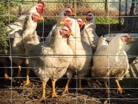 إعدام 220 ألف دجاجة بأضخم تفشٍّ لإنفلونزا الطيور في التشيك