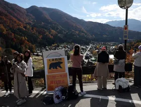 اليابان تواصل مواجهة هجمات الدببة: فخاخ في الطرق وقطع أشجار الفاكهة