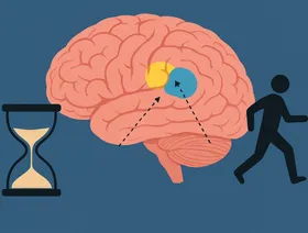 دراسة تكشف طريقة ضبط توقيت الحركات داخل الدماغ