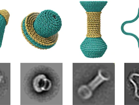 بحجم فيروس كورونا.. تصميم حاويات من الحمض النووي لتوصيل الأدوية