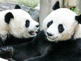 تايلندا تبكي "لين هوي" آخر حيوانات الباندا في البلاد