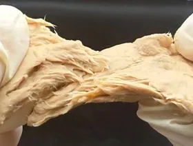 بديل اللحوم.. تعديل فطر غذائي ليصبح ألذ طعماً وأكثر بروتيناً