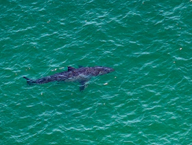 أسماك القرش تواجه "الخطر" في محميات البحر المتوسط