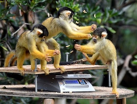 دراسة: القردة تتجنَّب الصراعات والتوتر بـ"اللعب"