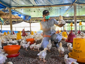 الصين تسجل أول وفاة بإنفلونزا الطيور "H3N8"