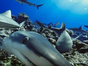 تراجع مقلق لأسماك القرش في 8 دول