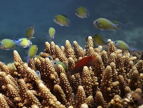 السعودية.. جامعة "كاوست" تسرّع أبحاث حفظ الشعاب المرجانية وحمايتها