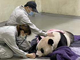 نفوق ذكر الباندا رمز "العلاقات الدافئة" بين الصين وتايوان