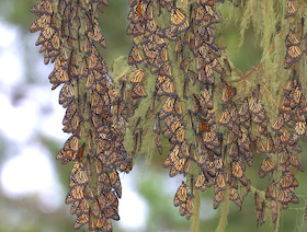 اكتشاف طفرات جينية تمكن الحيوانات من تناول الطعام المسموم