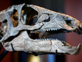 نشاط بركاني أم نيازك.. دراسة ترجح سبب انقراض الديناصورات