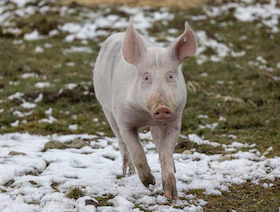 ألمانيا.. حديقة حيوانات تغير اسم خنزير بسبب الغزو الروسي لأوكرانيا