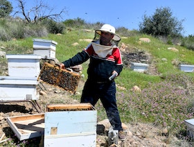"خلايا ذكية" لإنقاذ النحل في تونس