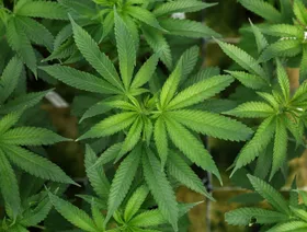 بعد قرار ترمب بتخفيف القيود عنها.. ما هي فوائد وأضرار الماريجوانا؟