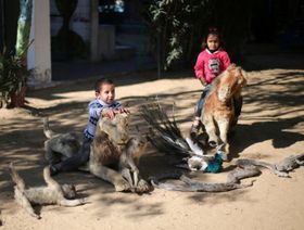 الجوع يقرص الحيوان والإنسان في حديقة حيوانات برفح جنوبي غزة