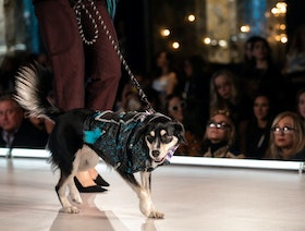 الكلاب تسرق الأضواء خلال عرض أزياء في أسبوع الموضة بنيويورك