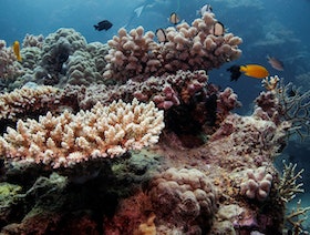 انخفاض عدد "سكان" الشعاب بالحيد المرجاني العظيم في أستراليا
