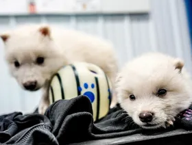 القصة الكاملة وراء عودة "الذئاب الرهيبة" للحياة بعد انقراضها