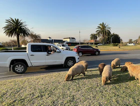 خنزير الماء يجتاح أحد أرقى أحياء بوينس آيرس