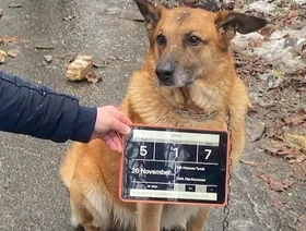 الحيوانات تجتاز اختبار الإنسانية في فيلم Animals in War