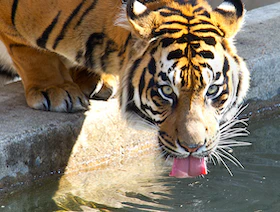 بعد ضجة "Tiger King".. قانون أميركي يحظر استغلال النمور