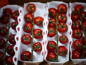 علماء يطورون طماطم معدلة وراثياً لتصبح مصدراً لفيتامين (د)