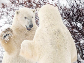قلق من انقراض الدببة القطبية في كندا