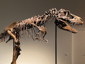 دراسة: اكتشاف ديناصور يُشبه طائر الأوز