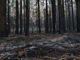 جثث مهاجرين وسط رماد حرائق الغابات في اليونان.. والسيطرة على حريق ضخم بإسبانيا