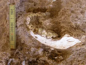 عمرها 773 ألف سنة.. اكتشاف أحافير بقايا بشرية قديمة في كهف مغربي