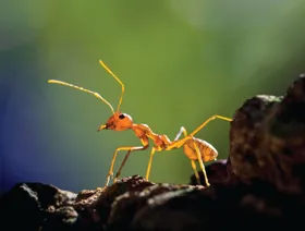 "منهج العلامات".. طريقة جديدة لدراسة وعي الحيوانات مقارنة بالبشر