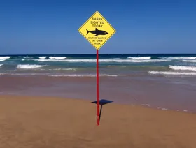 وفاة امرأة وإصابة رجل في هجوم لسمكة قرش قبالة الساحل الشرقي لأستراليا