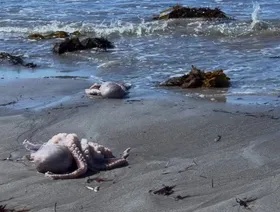 مسؤول: تفشي الطحالب السامة قبالة سواحل جنوب أستراليا "كارثة طبيعية"