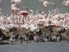 طيور الفلامنجو تكشف سر الشيخوخة البطيئة